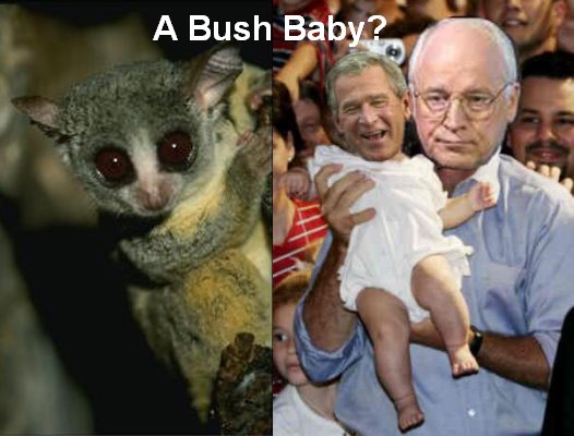 [bushbabies.jpg]